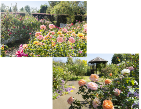 �ԍ؃K�[�f��